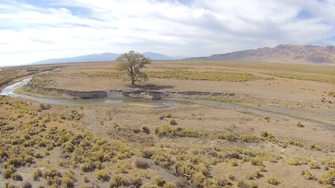 2.160 Lone Tree Flying Forward to Lone Tree 000723 Stock Footage 90257785