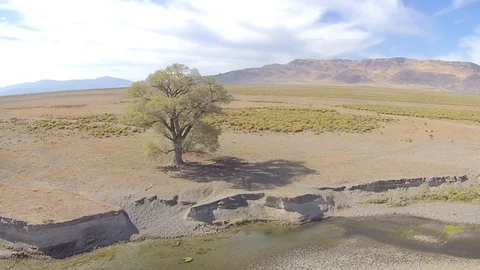 2.161 Lone Tree Rotating Left around Lone Tree 000705 Stock Footage 90257804