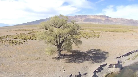 2.162 Lone Tree Rotating Left around Lone Tree with Mountains and River in Stock Footage 90257841