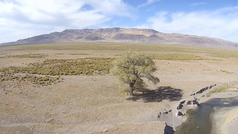 2.164 Lone Tree Semi Static Shot of Tree with Mountains in Background 000625 Stock Footage 90257803