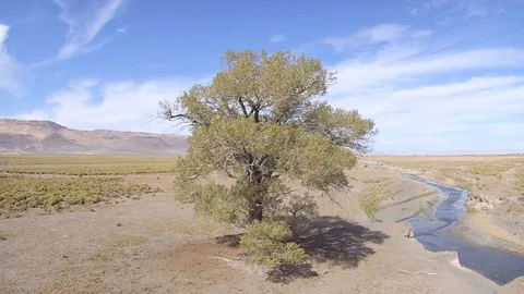 2.169 Lone Tree Flying Low Rotating Left around Tree with Mountains in Stock Footage 90257840