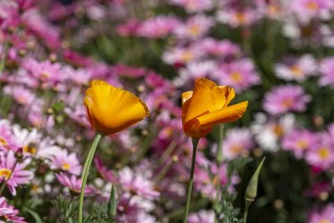 orange poppies on a background of pink flowers xkwx pink, blossom, closeup, natural, plant, green, garden, beauty, beautiful, spring, nature, summer, background, flower, floral, bright, flora, leaf, petal, colorful, color, yellow, bloom, orange, white, poppy, poppies, field, corn poppy, blooming, orange flowers, outdoor, orange poppy, common poppy, sunny, rhoeas, meadow, papaver rhoeas, vibrant, gardening, shirley, insect, iceland, flanders, papaver, rose, coquelicot, orange flower, poppy flower, nudicaule