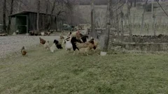 Free Roaming Chickens & Roosters on an organic  Farm In Italy