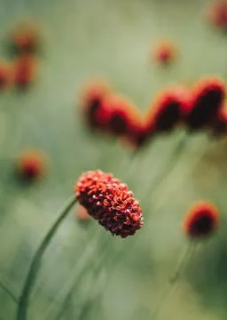 A vertical shallow focus of a Great Burnet, Sanguisorba officinalis flowerhead xkwx background, beauty, bloom, blur, botany, closeup, environment, field, flora, floral, flower, flowerhead, great burnet, perennial, plant, red, sanguisorba officinalis, shallow focus, vertical, wild, wild flowers