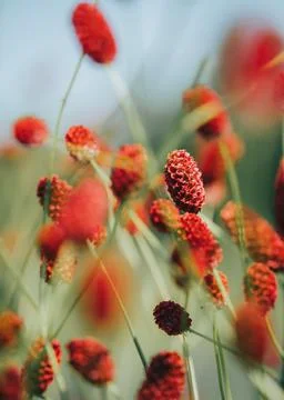 A vertical shallow focus of a Great Burnet, Sanguisorba officinalis flowerhead xkwx background, beauty, bloom, blur, botany, closeup, environment, field, flora, floral, flowerhead, flowers, garden, great burnet, perennial, plant, red, sanguisorba officinalis, shallow focus, vertical, wild, wild flowers