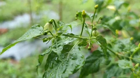 21s Close-Up: Severe Leaf Curl on Chili Plant in Rain - 4K ASMR Stock Footage 328057489