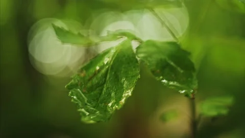 22-07-06 06 Green plant growing in humid environment moves under rain drop Stock Footage 230149319