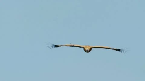 22 3 12Gamla09GVulture Video stock 22511368