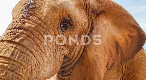 22 African Elephant close encounter sanctuary trunk and head Stock Photos