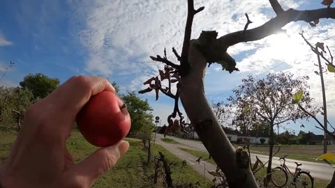 22 apple Stock Footage 309093237