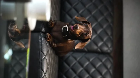 22 Dachshund on the couch leaving the camera medium shot 2 Stock Footage 221118451