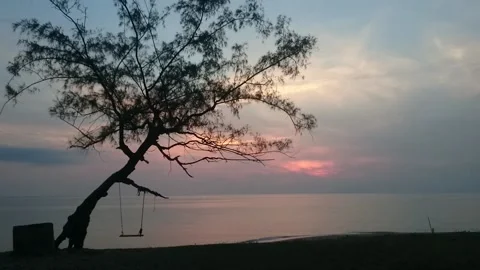 22 inclined tree with swing facing oceanic sunrise Stock Footage 145653179