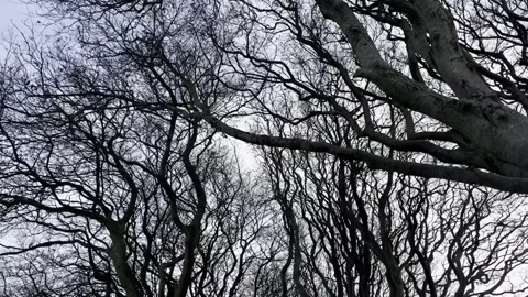 22 Jan 2023 - The Dark Hedges - Ballymoney, Northern Ireland, UK Vídeos de archivo 281016880