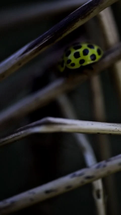 22 Spot Ladybird Crawling On Dry Grass Stem Macro Stock Footage 341804138