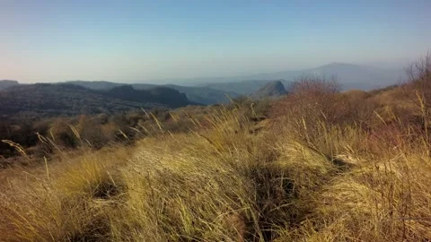 22 yellow grass spikes in the wind, mountains in the background Stock Footage 267412402