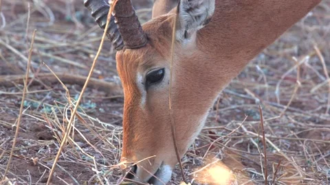 22.08.2025 Impala Head Feeding Close‑Up in Chobe National Park, Botswana Stock Footage 328455019