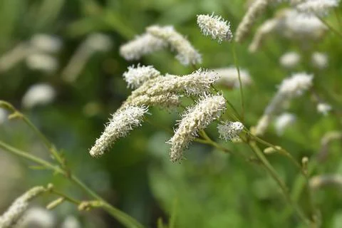 White Oriental Burnet flowers - Latin name - Sanguisorba tenuifolia Alba xkwx White Oriental Burnet, white, flower, nature, plant, botany, garden, spring, close up, outdoors, leaf, green, Sanguisorba tenuifolia Alba, White Japanese Burnet, slender-leaves burnet