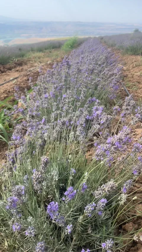 2256 lavender, fields, flowers, mountains, Uzbekistan Stock Footage 345125248