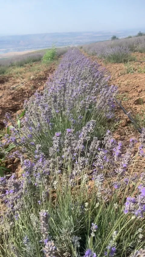 2258 lavender, fields, flowers, mountains, Uzbekistan Stock Footage 345125346