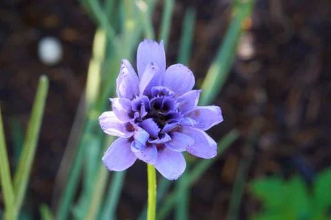 A closeup shot of a blue Cupid's dart flower blooming in a garden xkwx background, beautiful, beauty, blooming, blossom, blue, blur, botanic, botanical, bright, catananche caerulea, closeup, cupid's dart, day, flower, fresh, garden, natural, nature, no people, nobody, outdoor, petals, season, summer