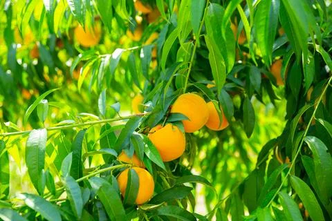 Video: Ripe yellow peaches on branch in the summer garden, Close up of ...