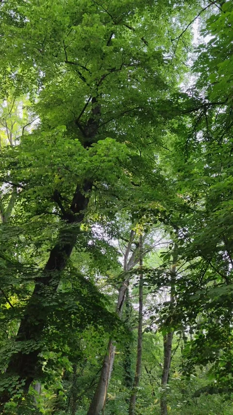 22_Peaceful Forest Path with Lush Greenery and Tall Trees Video stock 289345298