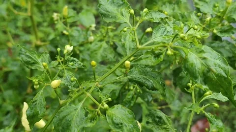 22s Macro: Chili Leaf Curl Disease with Flowers - 4K ASMR Rain Stock Footage 328057491