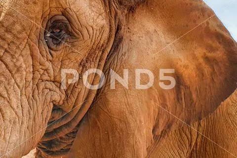 23 African Female Elephant close encounter sanctuary trunk Stock Photos