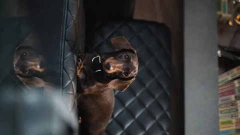 23 Dachshund on the couch camera from left to right Stock Footage 221118467