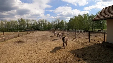 23 donkeys Stock Footage 309094055