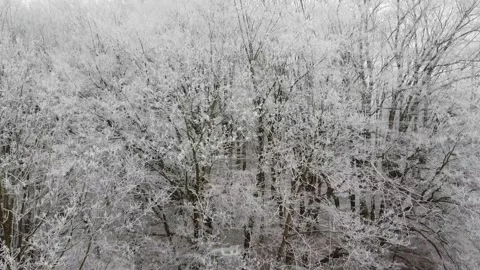 23 flying on a copter over the forest, branches in frost Stock Footage 267405428