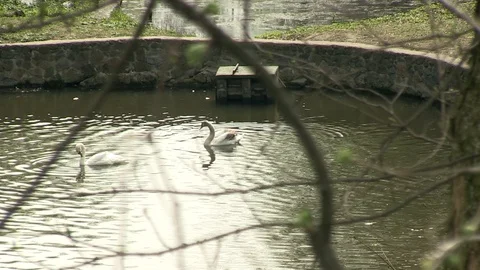23 swans through the branches 库存影片 126999273