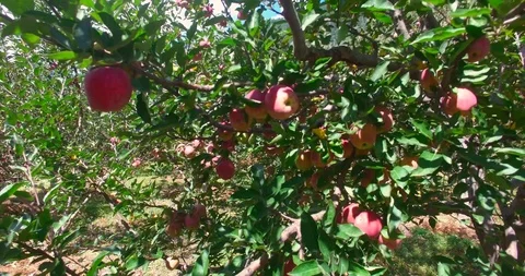 230 Apple 4k Stock-Footage 108205666