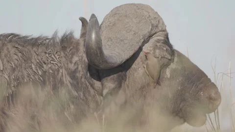 23.08.2025 Mutualism on the Chobe River Stock Footage 328452685