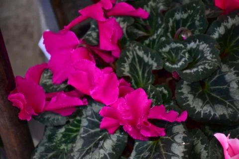 2316-spring flowers Stock Photos