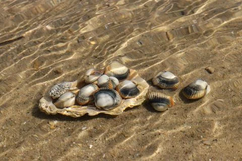 Common  cockles  underwater  on  seabed  -  species  of  edible  saltwater  clams xkwx abstract,  animal,  authentic,  clam,  cockle,  common  cockle,  conch,  conhheart  mussel,  dam,  detail,  dish,  edible,  edible  clam,  edible  cockle,  food,  heart,  meal,  muscle,  mussel,  nobody,  outdoors,  oval,  real,  ribbed,  saltwater,  sand,  sea,  sea  animal,  sea  food,  seabed,  seafood,  shell,  shell-fish,  shuck,  underwater,  unique,  unnatural,  unusual,  warping,  wave,  waves,  waving,  seashell,  marine