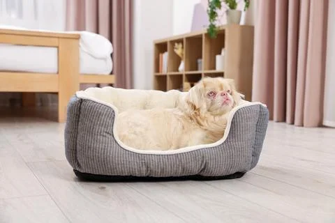 Cute  Pekingese  dog  on  pet  bed  in  room xkwx adorable,  animal,  background,  beautiful,  bed,  breed,  canine,  chinese,  comfort,  comfortable,  companion,  cute,  dog,  doggie,  doggy,  fluffy,  friend,  fun,  funny,  fur,  furniture,  furry,  hair,  happy,  indoors,  interior,  little,  mammal,  nice,  pedigree,  pedigreed,  pekinese,  pekingese,  pet,  place,  pup,  puppy,  purebred,  room,  sleeping,  small,  soft