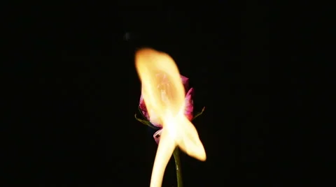 2331 Rose on Fire in Slow Motion Stock Footage 42750204