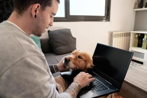 Male freelancer browsing laptop and caressing adorable Golden Retriever ...