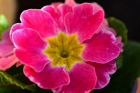 2350-spring flower Stock Photos