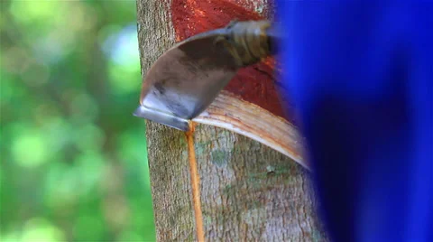 236 Stock Footage 34327483