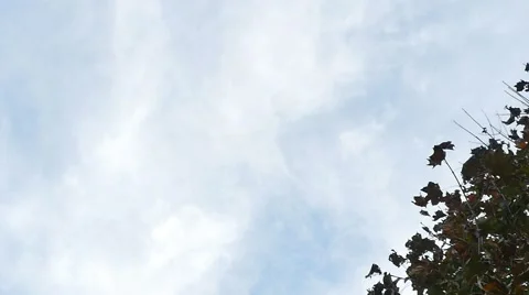 2367 Leaves Falling During Fall in Slow Motion Stock Footage 42990882