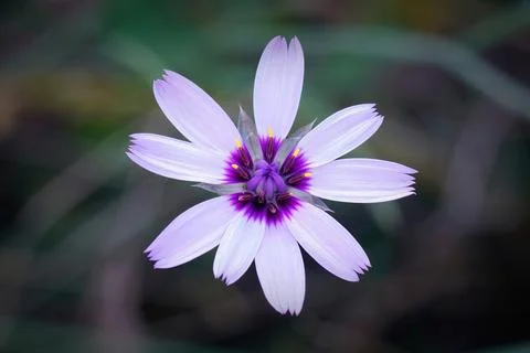Natural soft closeup of the colorful blue-purple Cupid's dart flower, Catananche caerulea xkwx biology blue blue-purple botanical botany brilliant caerulea catananche close close-up closeup colorful cupids dart flower fragile herbaceous macro natural nature outdoors perennial plant single soft wild wildflower wildlife