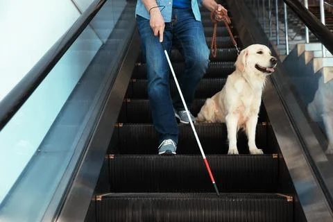 Blind person with long cane and guide dog on escalator indoors xkwx adult, angle, animal, assistance, background, blind, blindness, cane, care, closeup, disability, disabled, dog, escalator, eye, eyesight, friend, guide, handicapped, handler, health, help, illness, impaired, indoors, labrador, lead, legs, lifestyle, long, low, male, man, navigation, ophthalmology, orientation, person, pet, professional, retriever, service, sight, sightless, stick, view, vision, visual, walk, walking, white