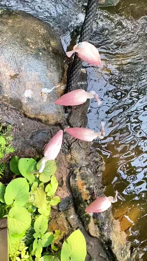 238A22D9-5D1B-4BAF-ACE5-E71CAB3A8EEE Видео 332451583