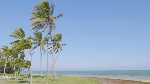 239 Key West palm trees sunny hurricane winds Florida Stock-Footage 104813050