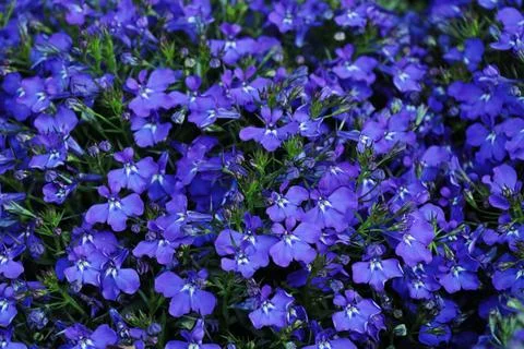 Lobelia erinus purple many flowers xkwx Lobelia erinus, wallpaper, flower, nature, plant, closeup, garden, blossom, green, beauty, floral, beautiful, flora, field, petal, bloom, flowers, leaf, natural, blue, purple