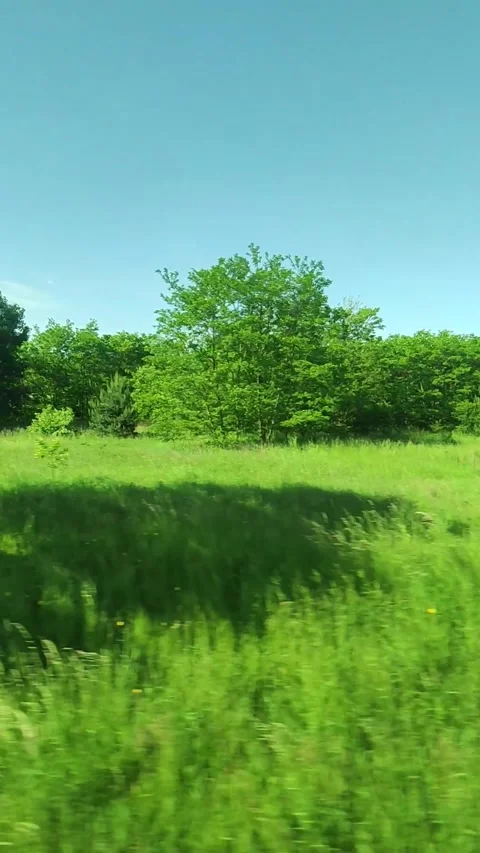 23_Vibrant Green Meadow with Trees under Clear Blue Sky Video stock 289345203