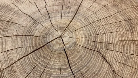 24-02-15 tree 4k Stock Footage 265151791