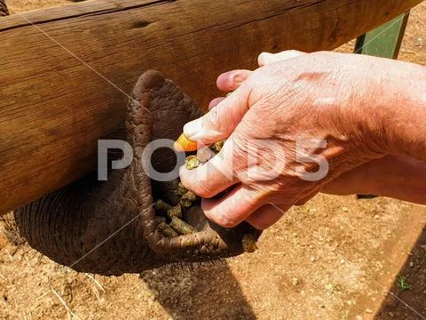 24 African Elephant close encounter sanctuary trunk hand feeding Stock Photos
